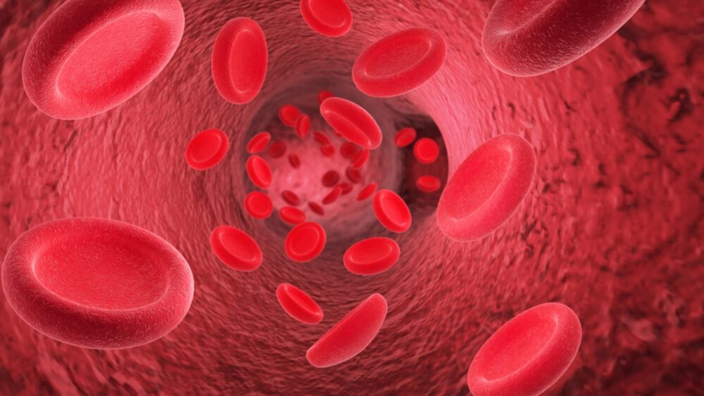 Red blood cells in vessel to depict circulation exercises