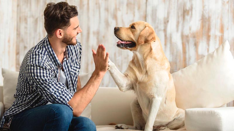 Diabetic Alert Dogs