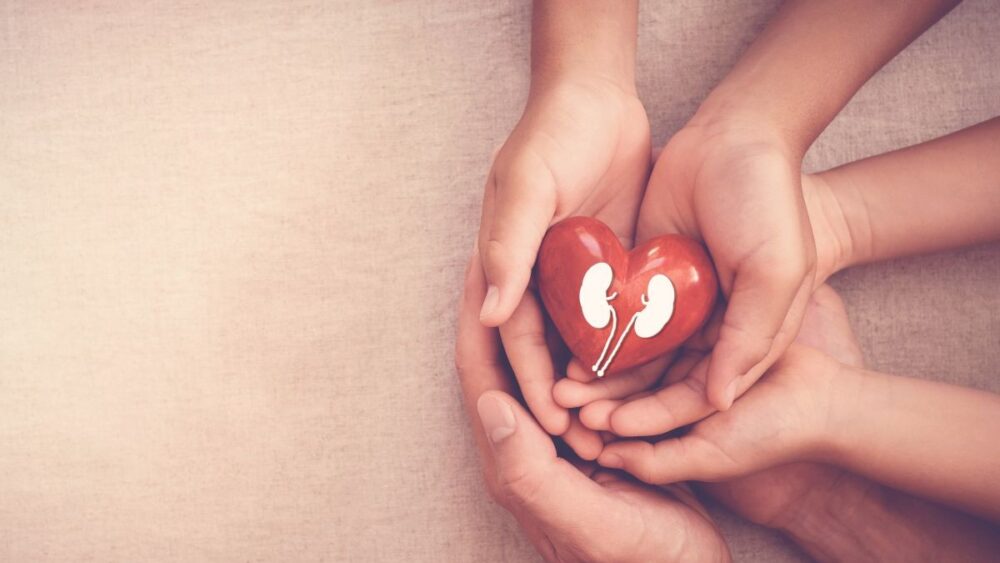 Hands holding a plastic heart and kidneys representing a blood test that may help predict heart and kidney risk in type 2 diabetes